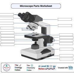 Label parts of a microscope worksheet