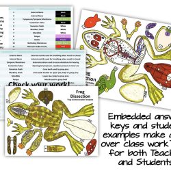 Dissection manipulative frog carolina